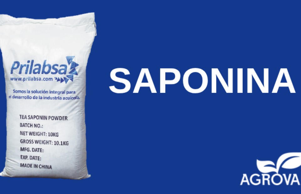 Saponina 